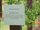 Jacobs Creek vines